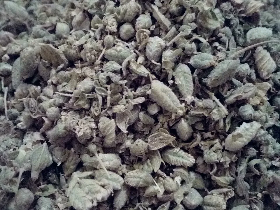 Getrockneter Oregano mit ganzen Blättern